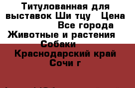 Титулованная для выставок Ши-тцу › Цена ­ 100 000 - Все города Животные и растения » Собаки   . Краснодарский край,Сочи г.